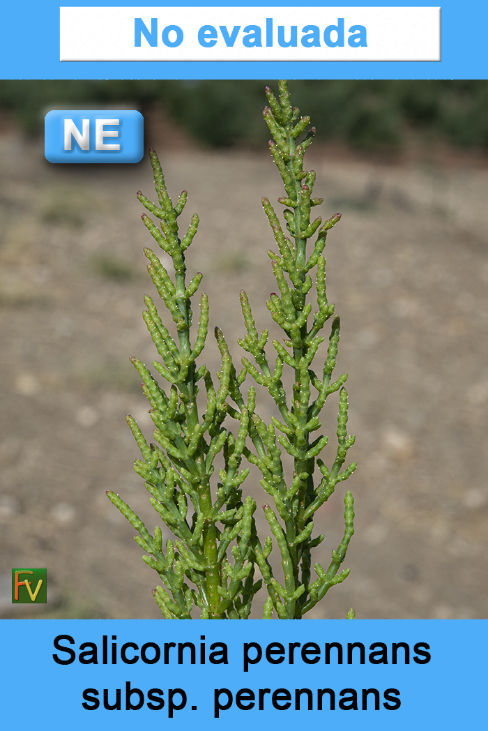Salicornia perennans perennans