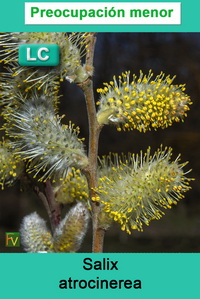 Salix atrocinerea