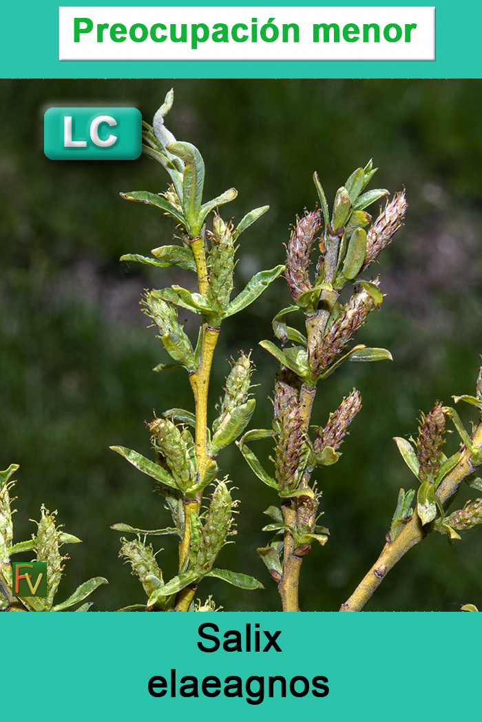 Salix elaeagnos