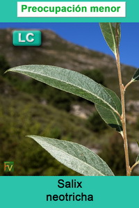 Salix neotricha