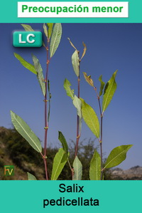 Salix pedicellata