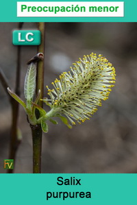 Salix purpurea