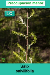 Salix salviifolia