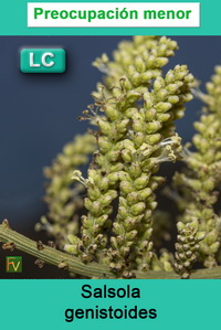 Salsola genistoides
