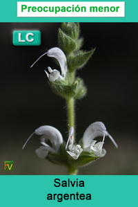 Salvia argentea