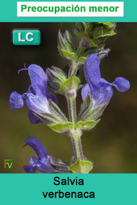 Salvia verbenaca