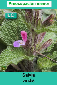 Salvia viridis