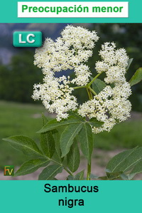 Sambucus nigra