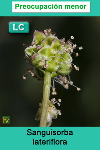 Sanguisorba lateriflora