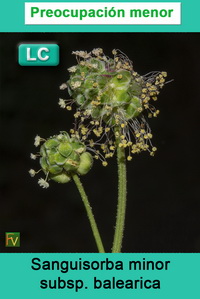 Sanguisorba minor balearica