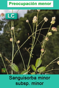 Sanguisorba minor minor