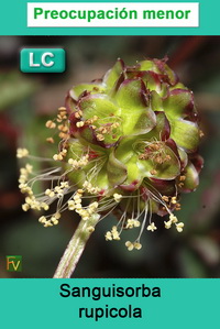 Sanguisorba rupicola