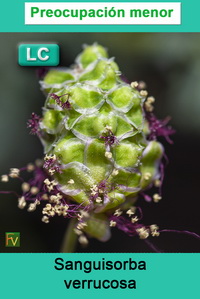 Sanguisorba verrucosa