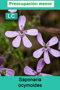 Saponaria ocymoides