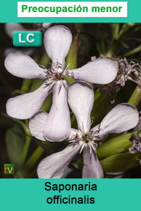 Saponaria officinalis