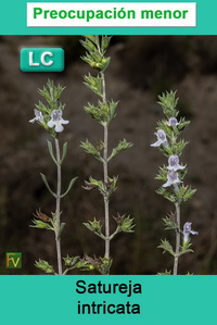 Satureja intricata