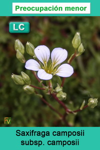 Saxifraga camposii camposii