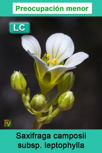 Saxifraga camposii leptophylla