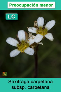 Saxifraga carpetana carpetana