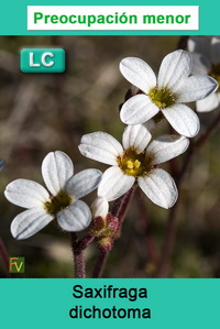 Saxifraga dichotoma