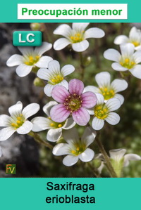 Saxifraga erioblasta