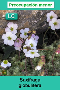 Saxifraga globulifera