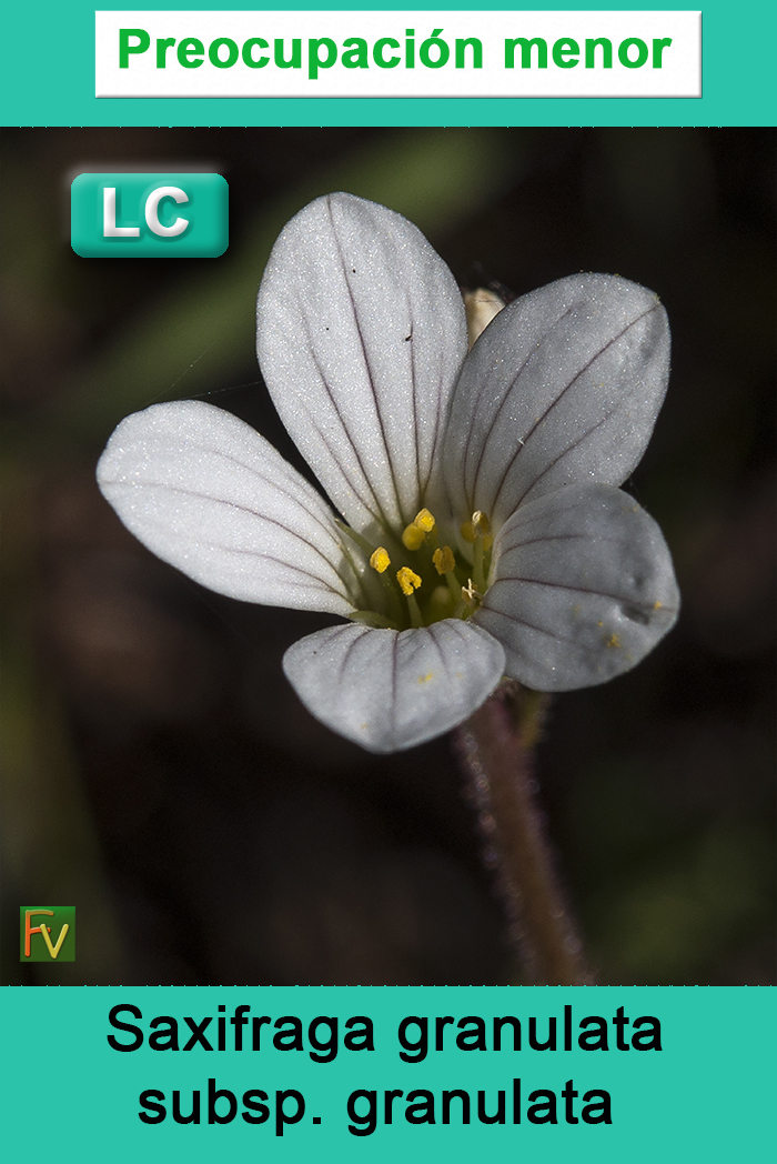 Saxifraga granulata