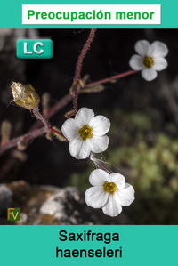 Saxifraga haenseleri