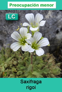 Saxifraga rigoi
