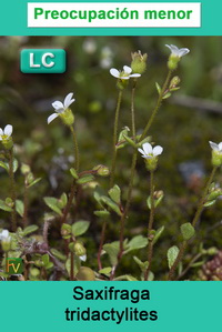Saxifraga tridactylites