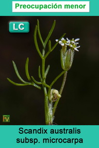 Scandix australis microcarpa