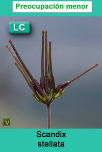 Scandix stellata