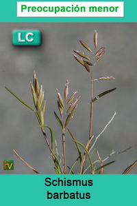Schismus barbatus