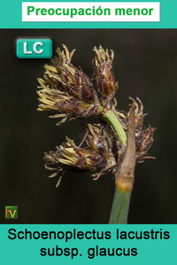 Schoenoplectus lacustris glaucus