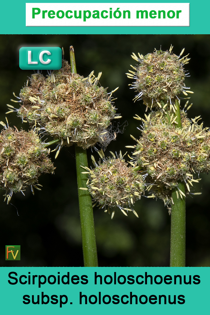 Scirpoides holoschoenus holoschoenus
