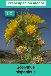 Scolymus hispanicus