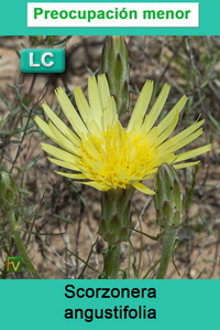 Scorzonera angustifolia