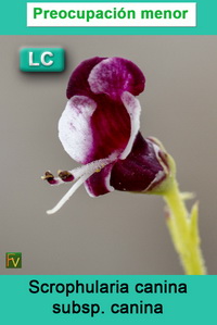 Scrophularia canina canina