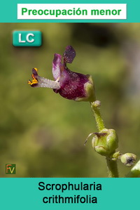 Scrophularia crithmifolia