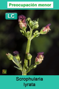 Scrophularia lyrata