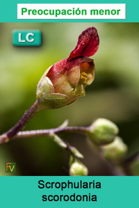 Scrophularia scorodonia
