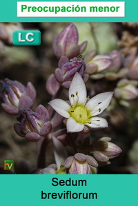 Sedum breviflorum