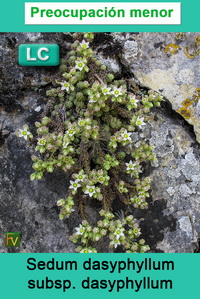 Sedum dasyphyllum dasyphyllum