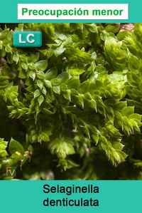 Selaginella denticulata