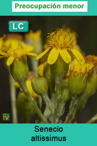 Senecio altissimus