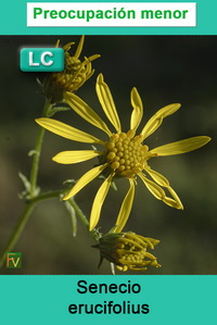 Senecio erucifolius