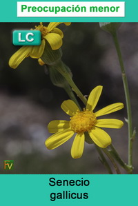 Senecio gallicus