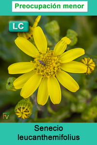 Senecio leucanthemifolius