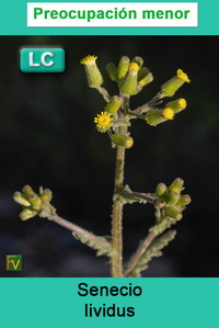 Senecio lividus