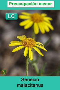 Senecio malacitanus